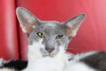 Photo Oriental Shorthair