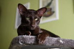 Un Oriental Shorthair couleur chocolat