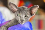 Photo Oriental Shorthair