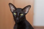 Photo Oriental Shorthair
