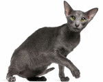 Photo Oriental Shorthair