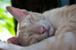 Photo Oriental Shorthair