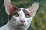 Photo Oriental Shorthair
