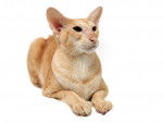 Photo Oriental Shorthair