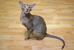 Photo Oriental Shorthair