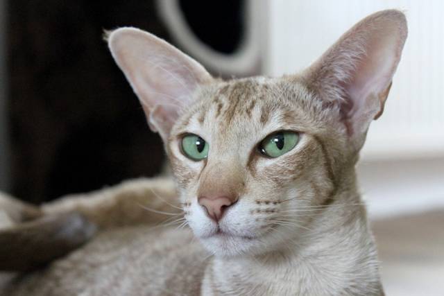 L’Oriental Shorthair regardant son maitre
