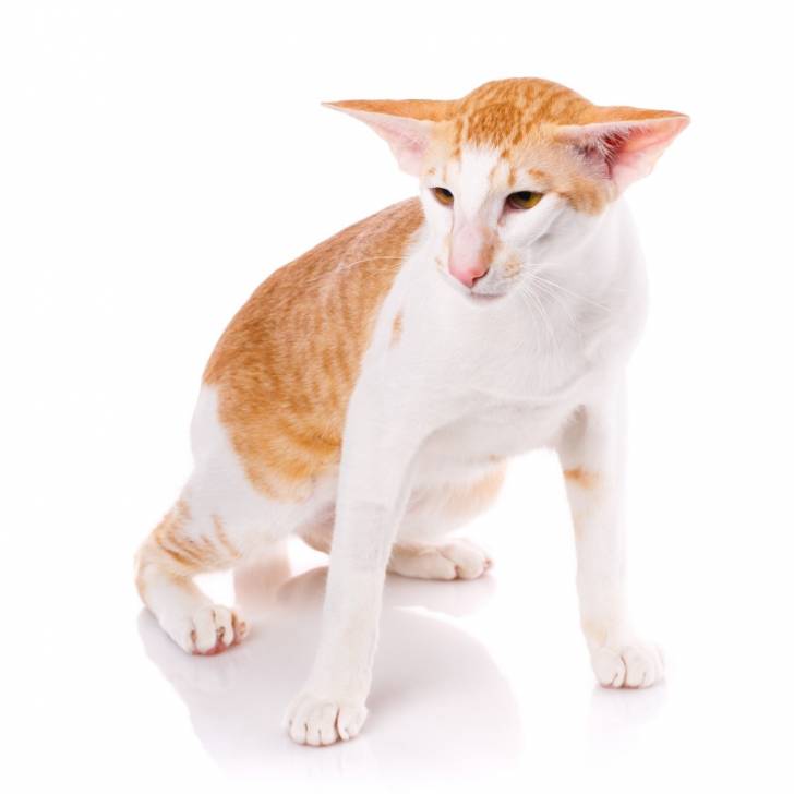 Un Oriental Shorthair roux et blanc