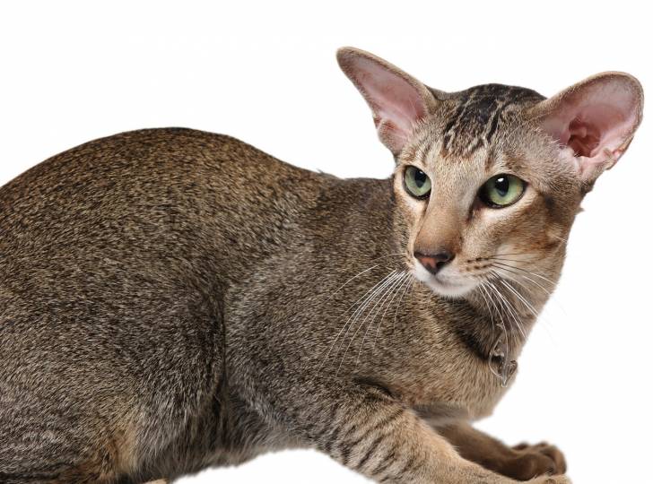 Photo Oriental Shorthair