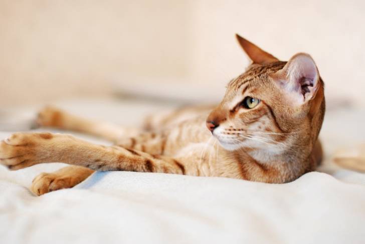 L'Oriental Shorthair tigré roux