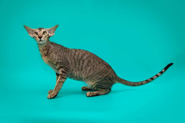 Photo Oriental Shorthair
