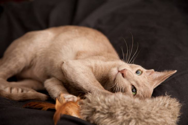 Un Oriental Shorthair lilas aux yeux verts allongé sur un drap