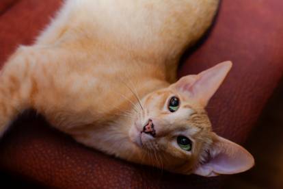 Un Oriental Shorthair crème avec de beaux yeux verts vu du dessus.