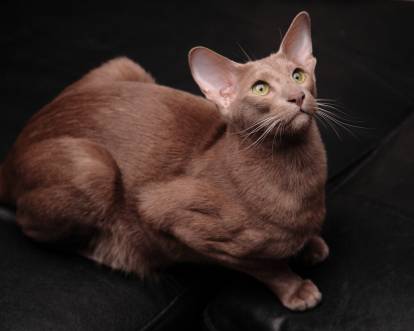 Le cinnamon est présent chez quelques races, dont l'Oriental