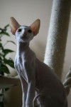 Lulu, peterbald - Peterbald