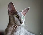 Le Peterbald - Peterbald