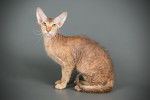 Photo Peterbald