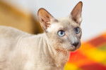 Photo Peterbald