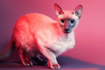 Photo Peterbald