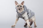 Photo Peterbald
