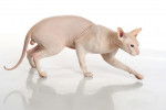 Photo Peterbald