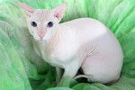 Un Peterbald blanc aux yeux bleus assis sur un drap vert