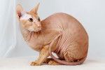Photo Peterbald