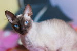 Un Peterbald colourpoint aux yeux bleus