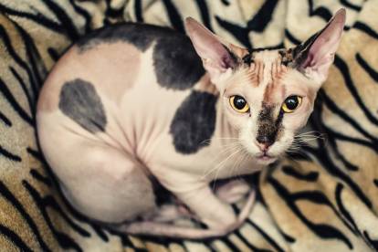 Un beau Peterbald aux yeux jaunes