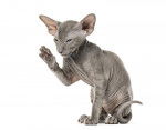Photo Peterbald