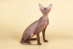 Un Peterbald assis regardant de profil