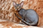 Photo Peterbald