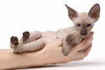 Un Peterbald tenu dans les mains