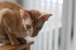 Photo Peterbald
