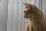 Photo Peterbald