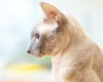 Photo Peterbald