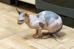 Photo Peterbald