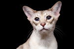 Photo Peterbald