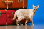 Photo Peterbald