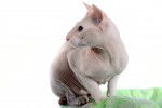 Photo Peterbald