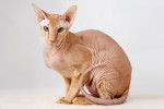 Photo Peterbald