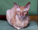Un Peterbald aux yeux jaunes assis sur une couverture