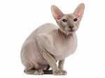 Photo Peterbald