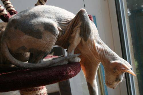 peterbald - Peterbald