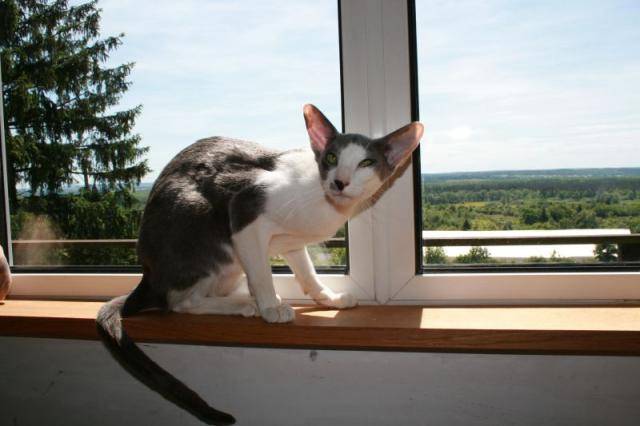 Peterbald Varietta - Peterbald