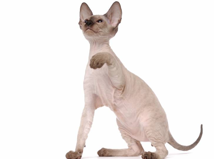 Photo Peterbald