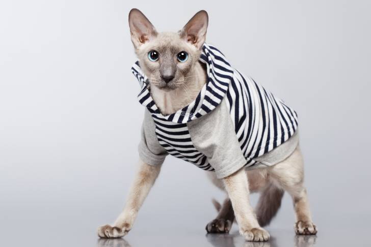 Photo Peterbald