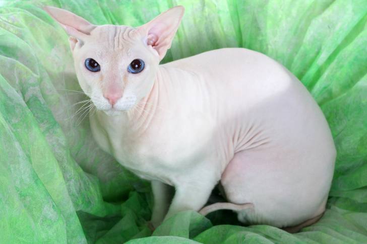 Un Peterbald blanc aux yeux bleus assis sur un drap vert