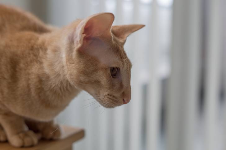 Photo Peterbald