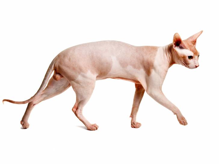 Un Peterbald debout de profil sur un fond blanc