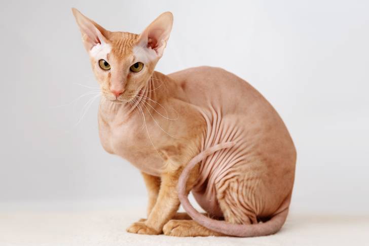 Photo Peterbald